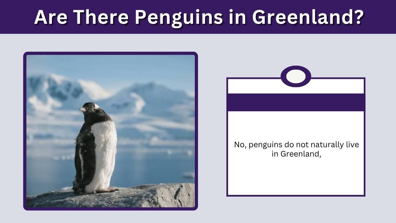 Are There Penguins in Greenland? Why the Answer Is No