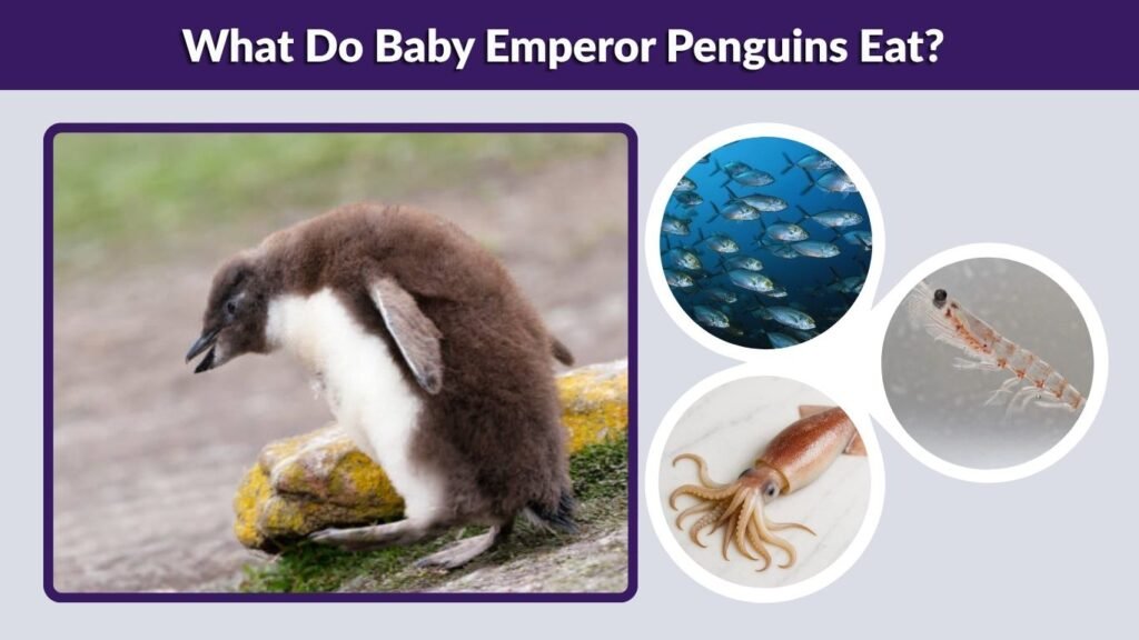 What Do Baby Emperor Penguins Eat?