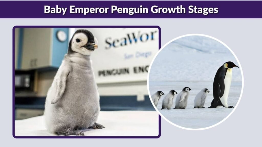 Baby Emperor Penguin Growth Stages