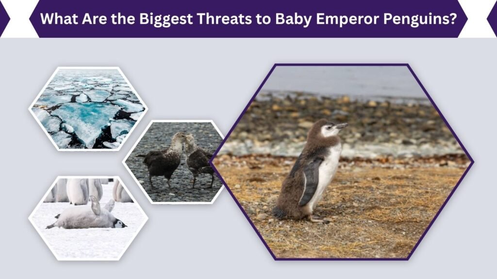 What Are the Biggest Threats to Baby Emperor Penguins?