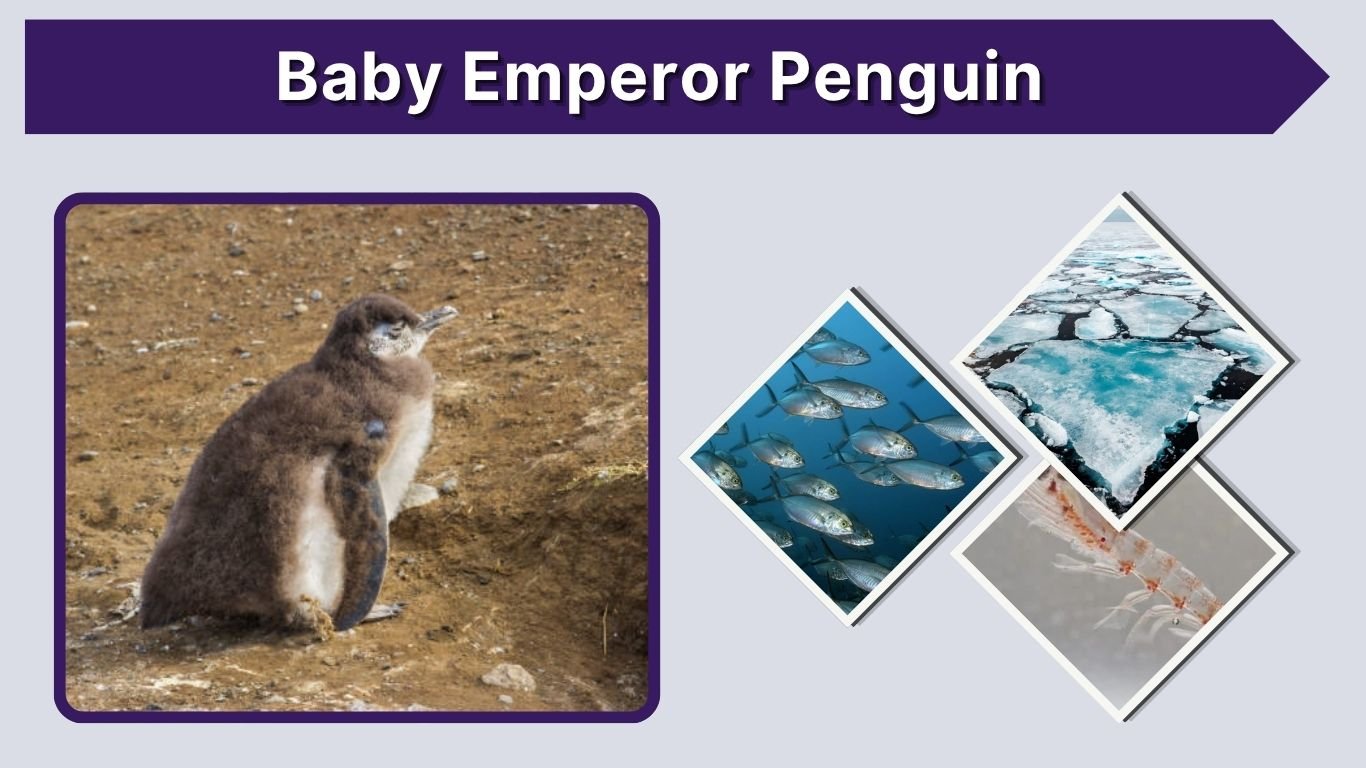 Baby Emperor Penguin: Size, Diet, Growth & Facts