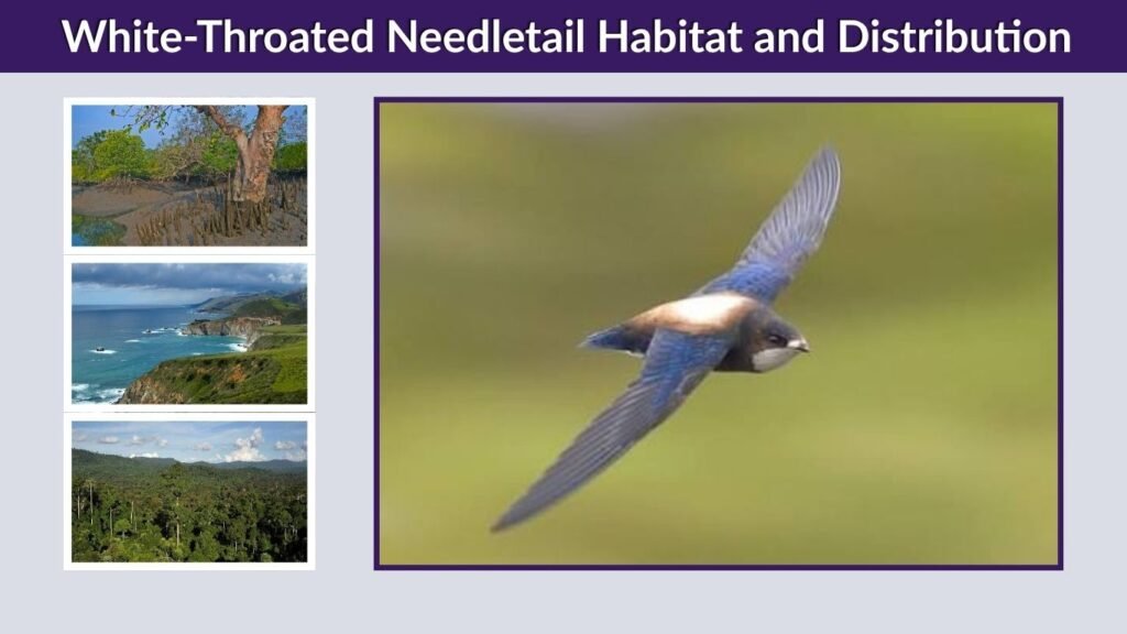 White-Throated Needletail Habitat and Distribution
