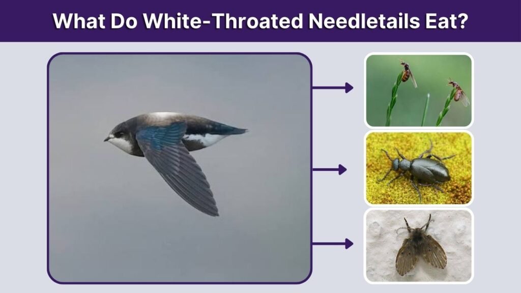 What Do White-Throated Needletails Eat?
