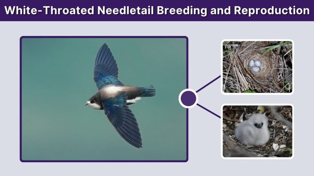 White-Throated Needletail Breeding and Reproduction