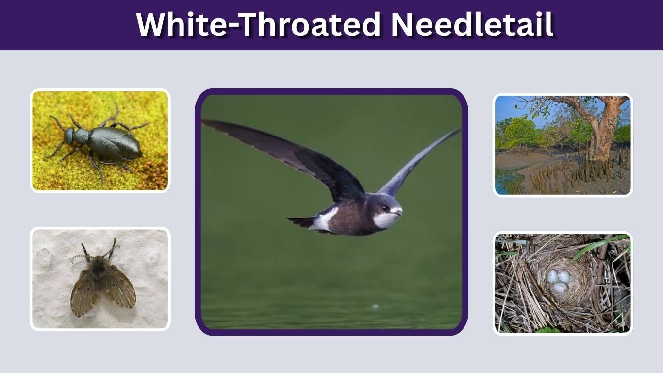 White-Throated Needletail: Speed, Habitat, Size & Facts