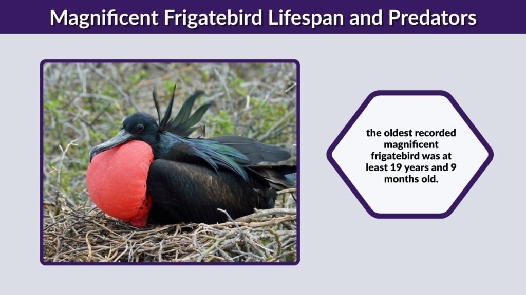 Magnificent Frigatebird Lifespan and Predators