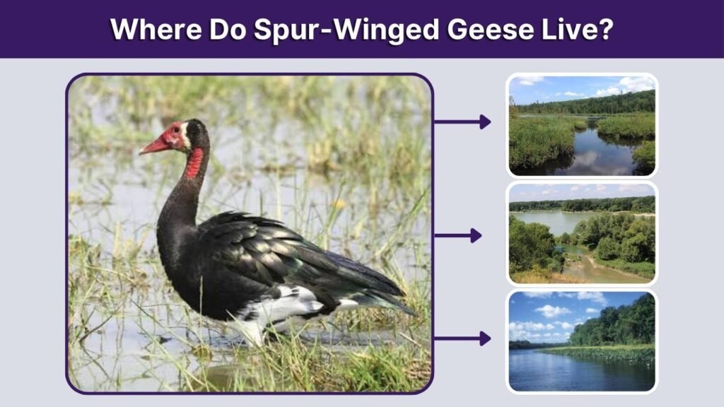 Where Do Spur-Winged Geese Live?