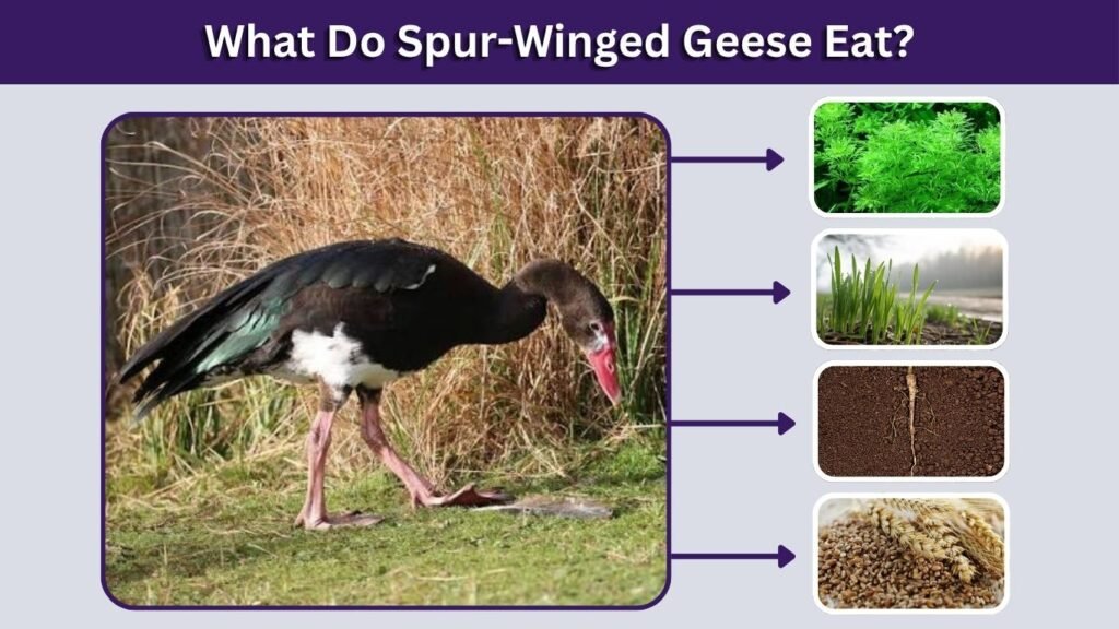 What Do Spur-Winged Geese Eat?