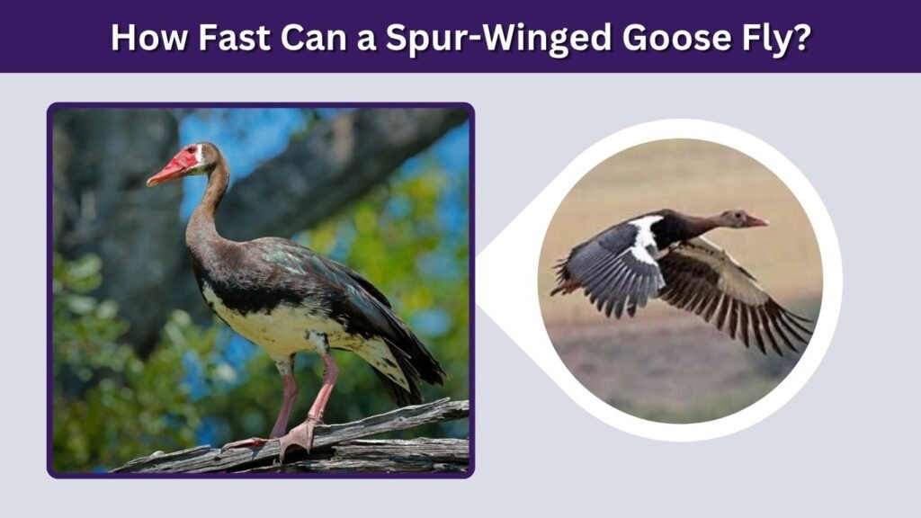 How Fast Can a Spur-Winged Goose Fly?