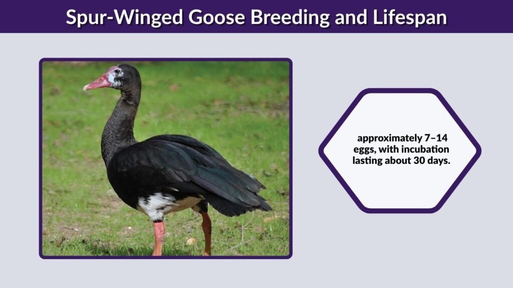 Spur-Winged Goose Breeding and Lifespan
