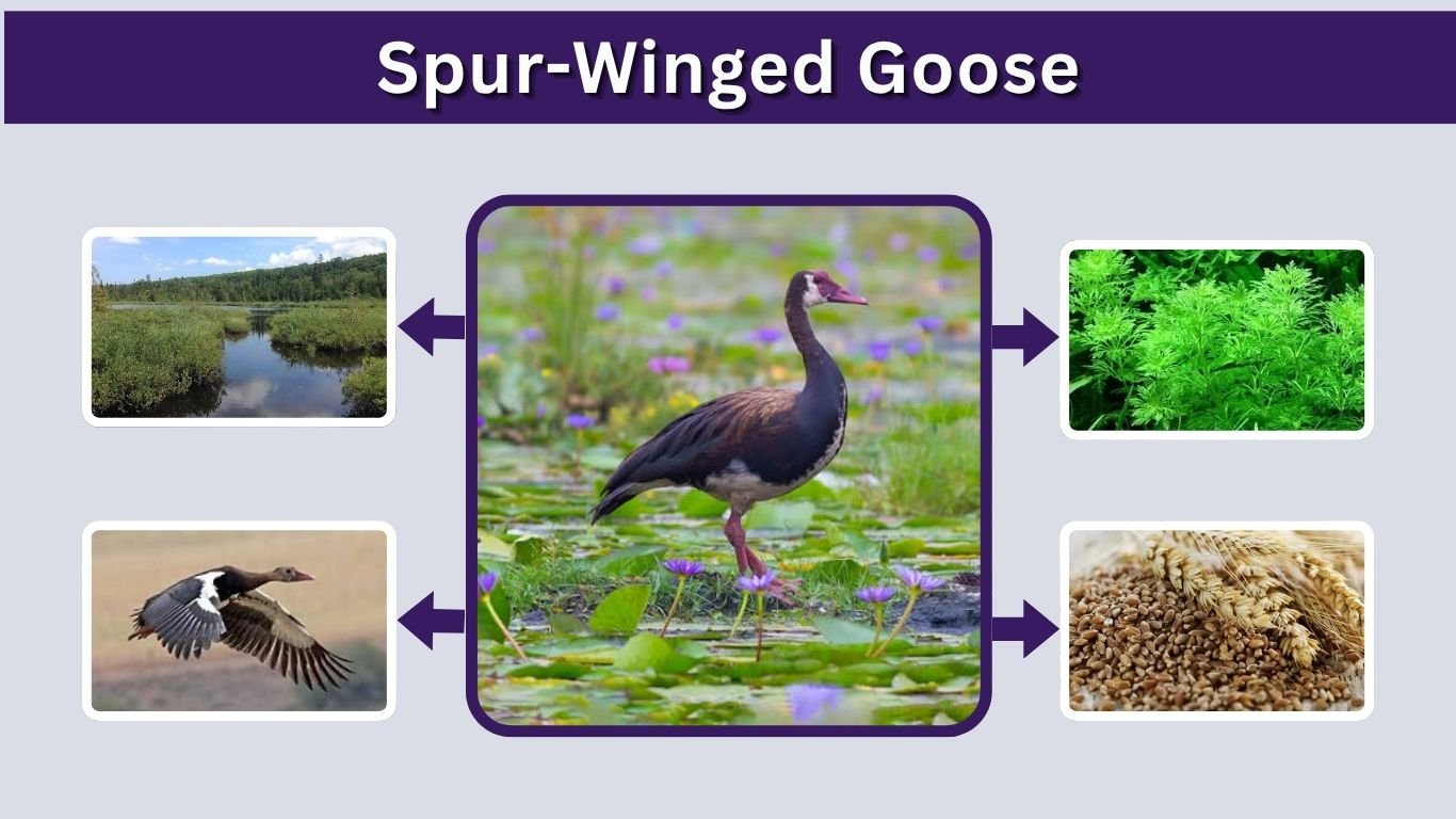 Spur-Winged Goose: Size, Speed, Habitat, Diet and Facts