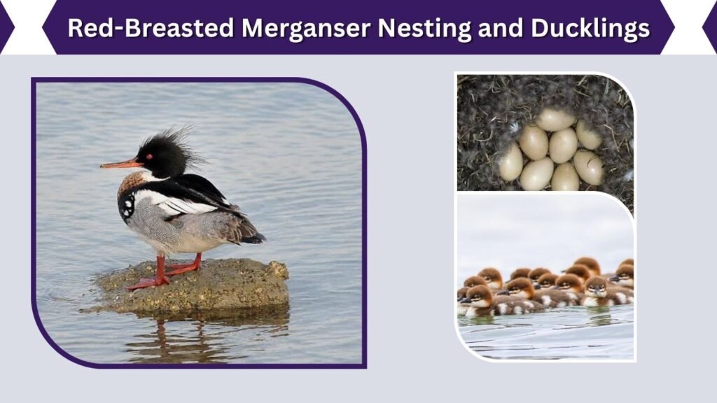 Red-Breasted Merganser Nesting and Ducklings