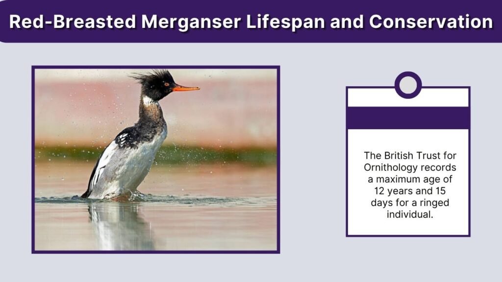 Red-Breasted Merganser Lifespan and Conservation