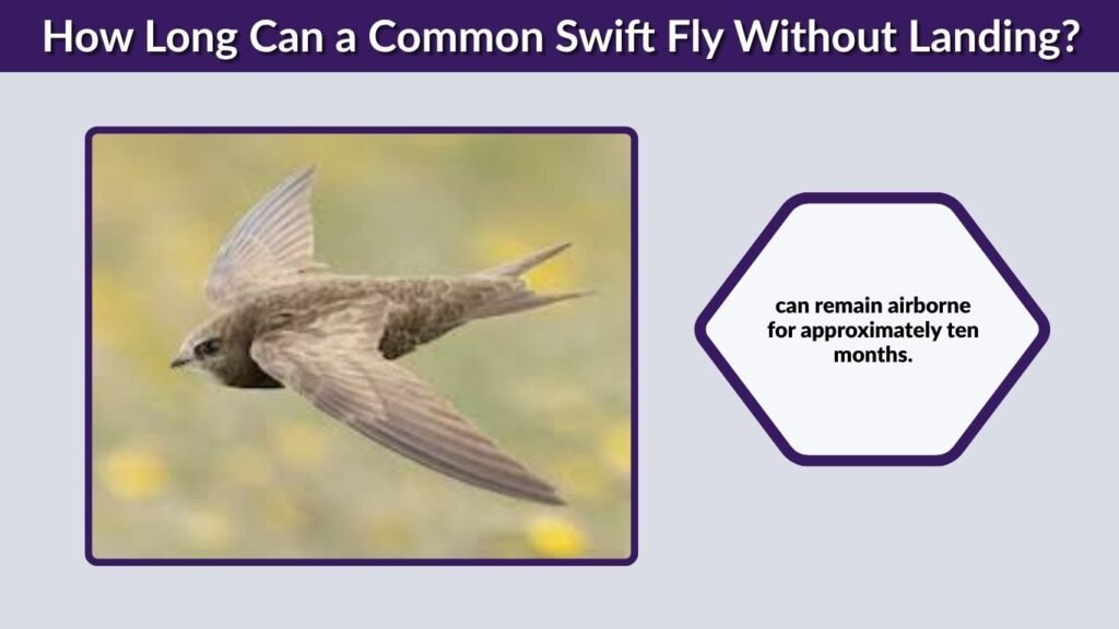 How Long Can a Common Swift Fly Without Landing?