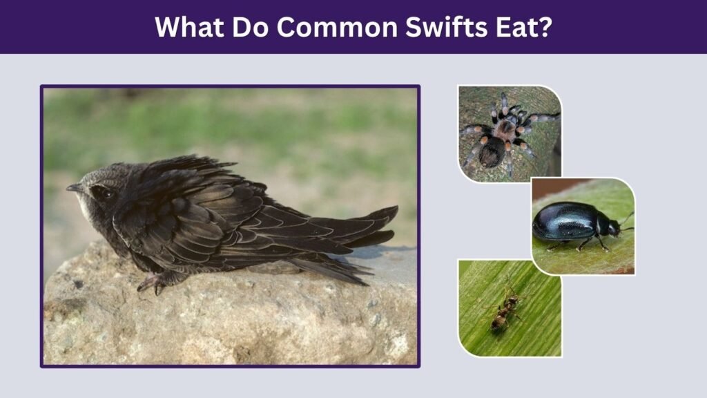 What Do Common Swifts Eat?