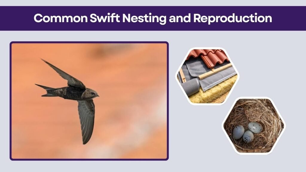 Common Swift Nesting and Reproduction