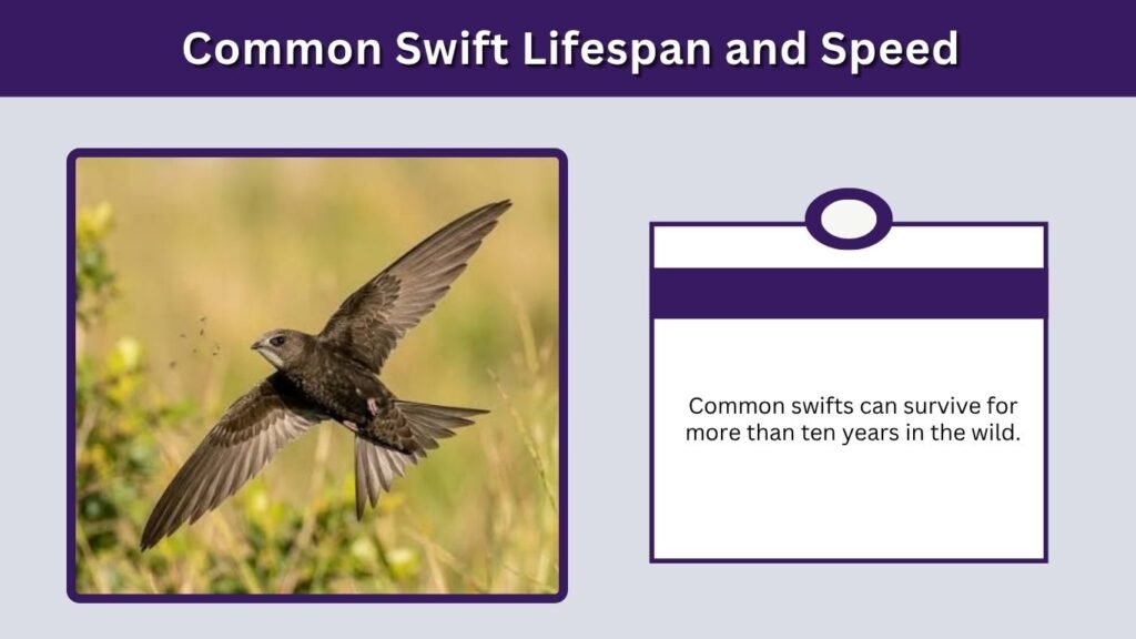 Common Swift Lifespan and Speed