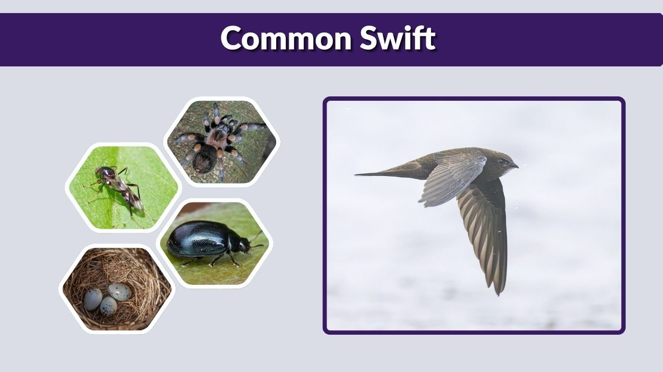 Common Swift: Facts, Flight Time, Diet, and Lifespan