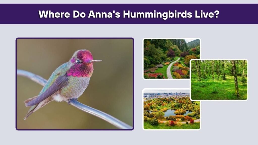 Where Do Anna's Hummingbirds Live?