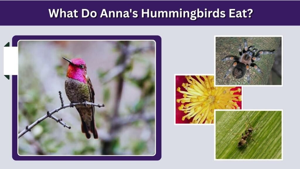 What Do Anna's Hummingbirds Eat?