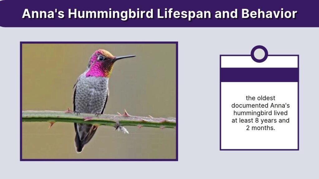 Anna's Hummingbird Lifespan and Behavior