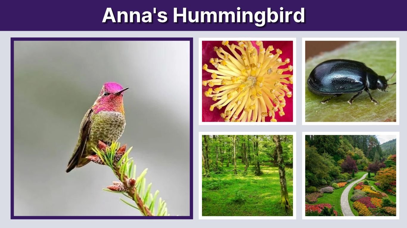 Anna's Hummingbird: Identification, Diet, and Facts