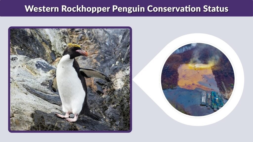 Western Rockhopper Penguin Conservation Status