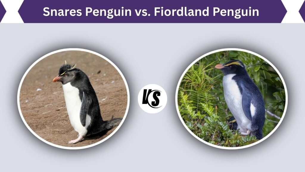 Snares Penguin vs. Fiordland Penguin
